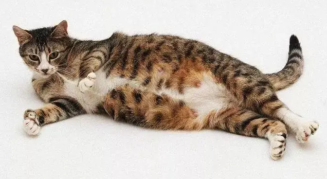 伟大！孕猫迟迟不生产，历尽艰辛生下4个娃，伤口被踩也不吭声