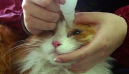 猫咪用滴眼液有什么好 猫咪用滴眼液有什么好