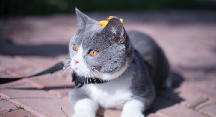 猫为什么可以抓住苍蝇？有必要了解一下！