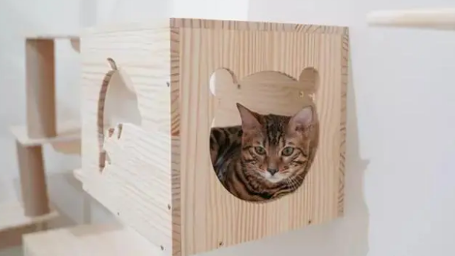 猫爬架大概多少钱 猫爬架大概多少钱