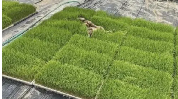 猫草长在什么地方