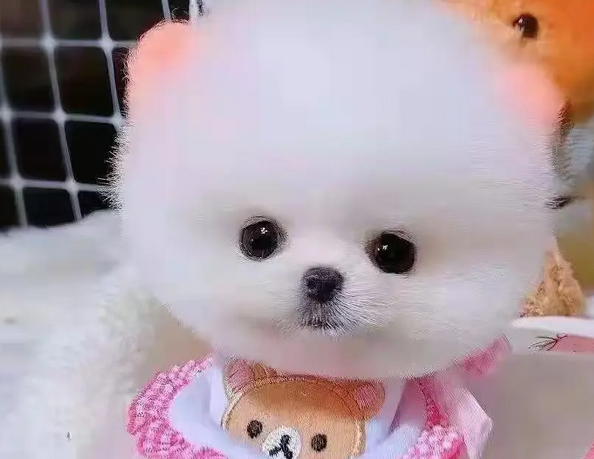 哪里有卖正宗茶杯犬 哪里有卖正宗茶杯犬