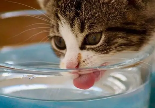 第一次养猫咪,有必要买个饮水机吗? 第一次养猫咪,有必要买个饮水机吗?