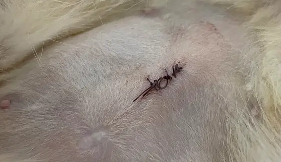 母猫绝育线不拆的后果，你知道吗？