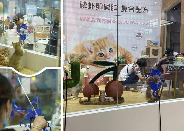 多款新品亮相亚宠展,艾澌克家族再添多美洁|亚宠展专访 多款新品亮相亚宠展,艾澌克家族再添多美洁|亚宠展专访