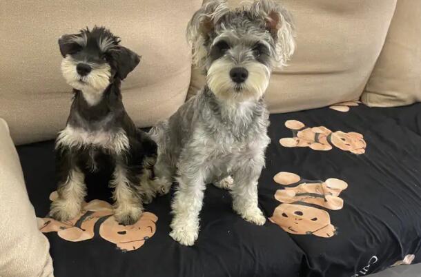 怎么挑雪纳瑞幼犬?你们知道吗? 怎么挑雪纳瑞幼犬?你们知道吗?