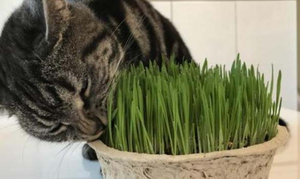怎么水养猫草