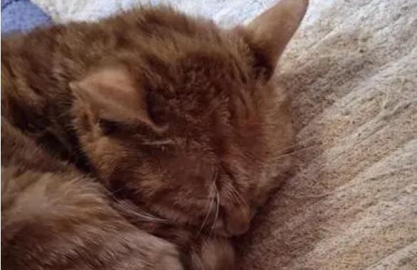 猫咪喜欢睡枕头原因，你可能想不到！