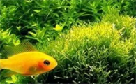 水草在鱼缸怎么养