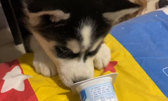狗喝什么酸奶