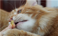 猫咪鱼油排行