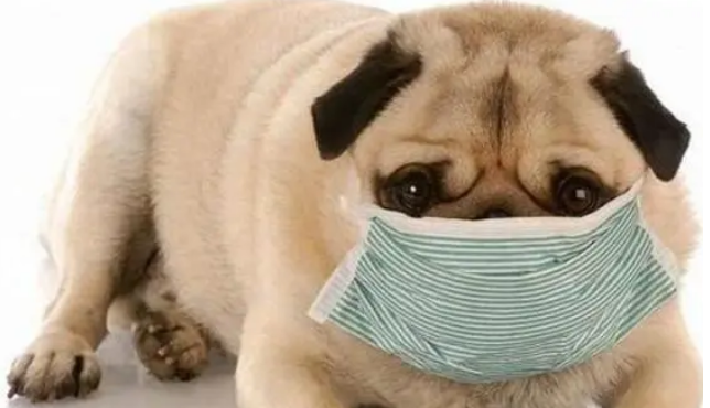 狗儿感冒吃什么药