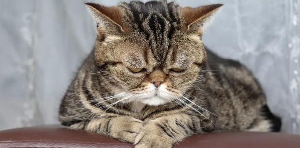 好奇?猫的痛感和人一样吗? 好奇?猫的痛感和人一样吗?