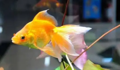 没鱼粮的情况下喂鱼吃什么好