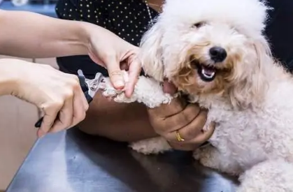 波利犬怎么剪指甲?宠主可以了解一下! 波利犬怎么剪指甲?宠主可以了解一下!
