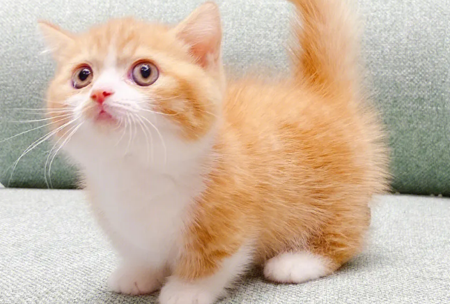 矮脚猫为什么不能养？到底是什么缘故？
