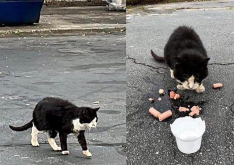 猫跳上汽车寻求帮助，于是它的生活永远改变了