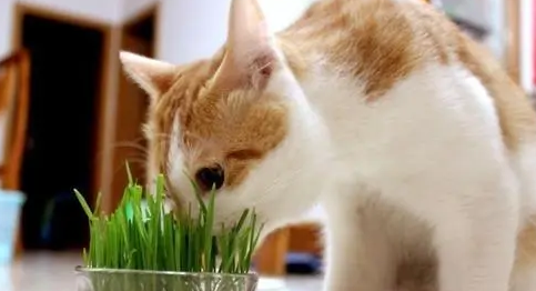 猫草有什么作用