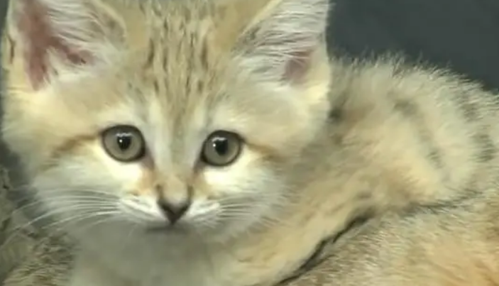 沙丘猫为什么不能养？大家都知道吗？
