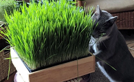 小麦是不是猫草