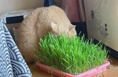 猫草化毛原理