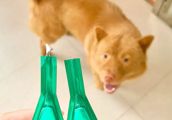 宠物怎样体外驱虫