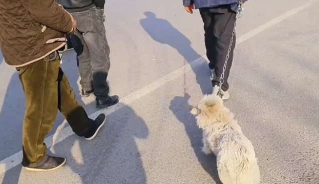 小狗落入狡猾狗贩手中,还依依不舍 小狗落入狡猾狗贩手中,还依依不舍