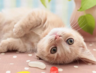 人得猫癣用什么药？这里有答案