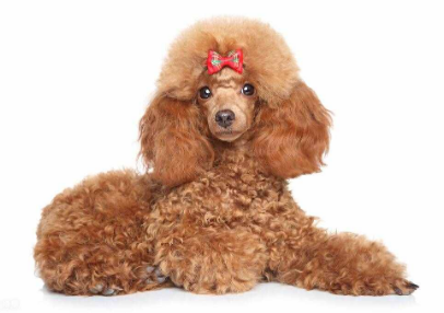 贵宾犬臭是什么原因？来了解下吧
