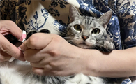 如何剪猫咪的指甲