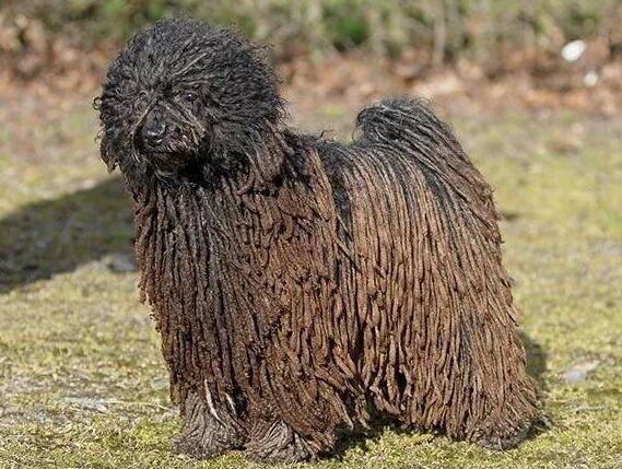 波利犬怎么洗澡?你们知道吗? 波利犬怎么洗澡?你们知道吗?