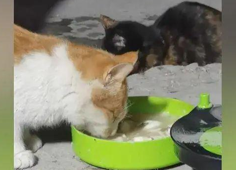 2只流浪猫跑工地讨食,男子加热汤面投喂 2只流浪猫跑工地讨食,男子加热汤面投喂