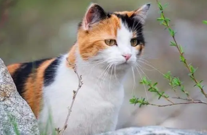 公认最聪明的6种猫