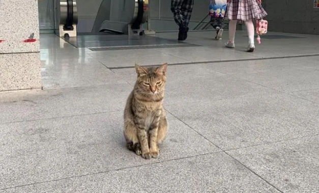 流浪猫讨好它遇见的每一个人，它只是想有个家