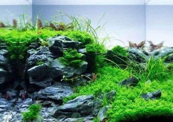 怎样养鱼缸水草