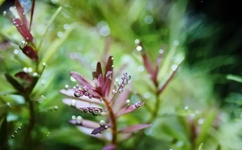 鱼缸种植水草的好处