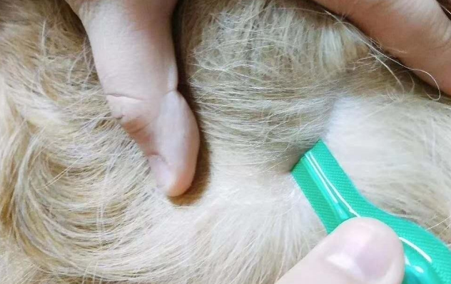 狗狗体外驱虫药对螨虫有效吗