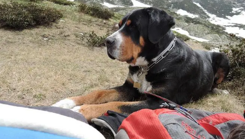 大瑞士山地犬一直发抖怎么回事?速速来get 大瑞士山地犬一直发抖怎么回事?速速来get