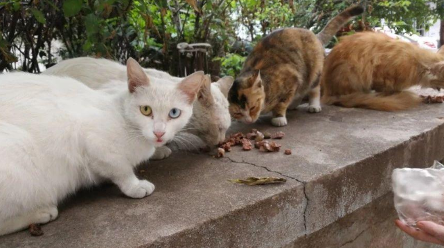 不管猫咪养多久，都别将它“抛弃”！