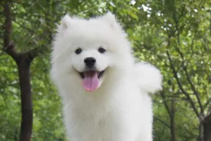 萨摩耶犬一般多少钱一只,想知道的来看看! 萨摩耶犬一般多少钱一只,想知道的来看看!