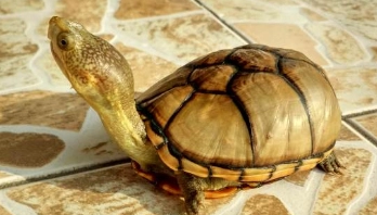 一文告诉你，东方泥龟可以深水养吗？