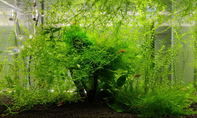 如何在鱼缸里面养水草
