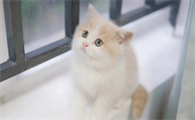 猫为什么会抱着手臂蹬腿呢？速速来了解一下！