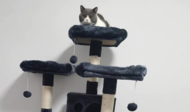 猫爬架什么好 猫爬架什么好
