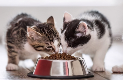 一直在吃的猫粮猫突然不吃了?速速来get 一直在吃的猫粮猫突然不吃了?速速来get