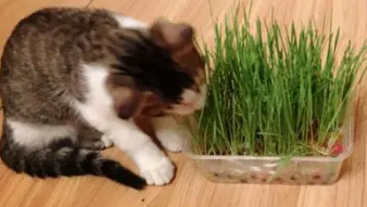 猫草有什么好处 猫草有什么好处