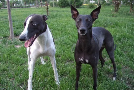 惠比特犬怎么训练大小便？这些方法值得get