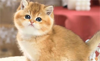 三种最旺财的猫
