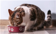 猫咪益生菌去哪里买