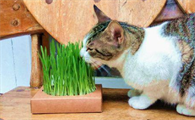 猫草能长多高